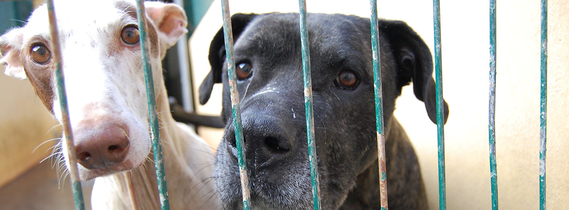 Hundeblicke - Flugpaten Teneriffa